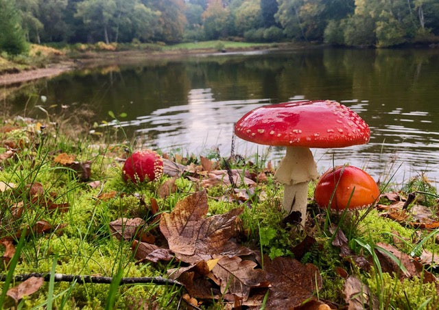 Champignons d'automne au bord de l'eau