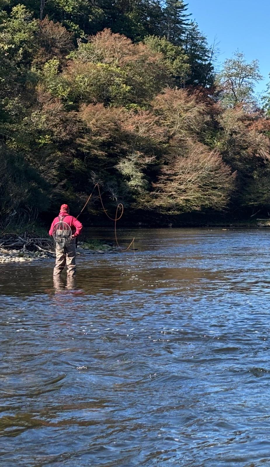 Pêcheur à la mouche lançant sa soie en rivière, devant une berge boisée
