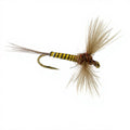 Mouche Devaux Spent JBS 02