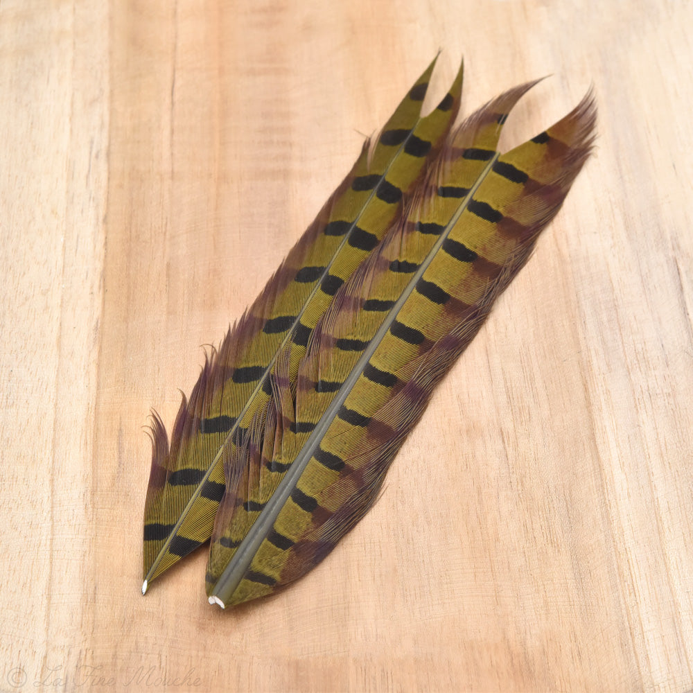 JMC Queue de Faisan Teal Olive - FT00505I